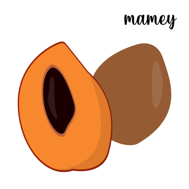 Mamey fruit vector illustration