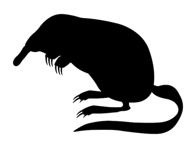 Vector mammal illustration black silhouette desman