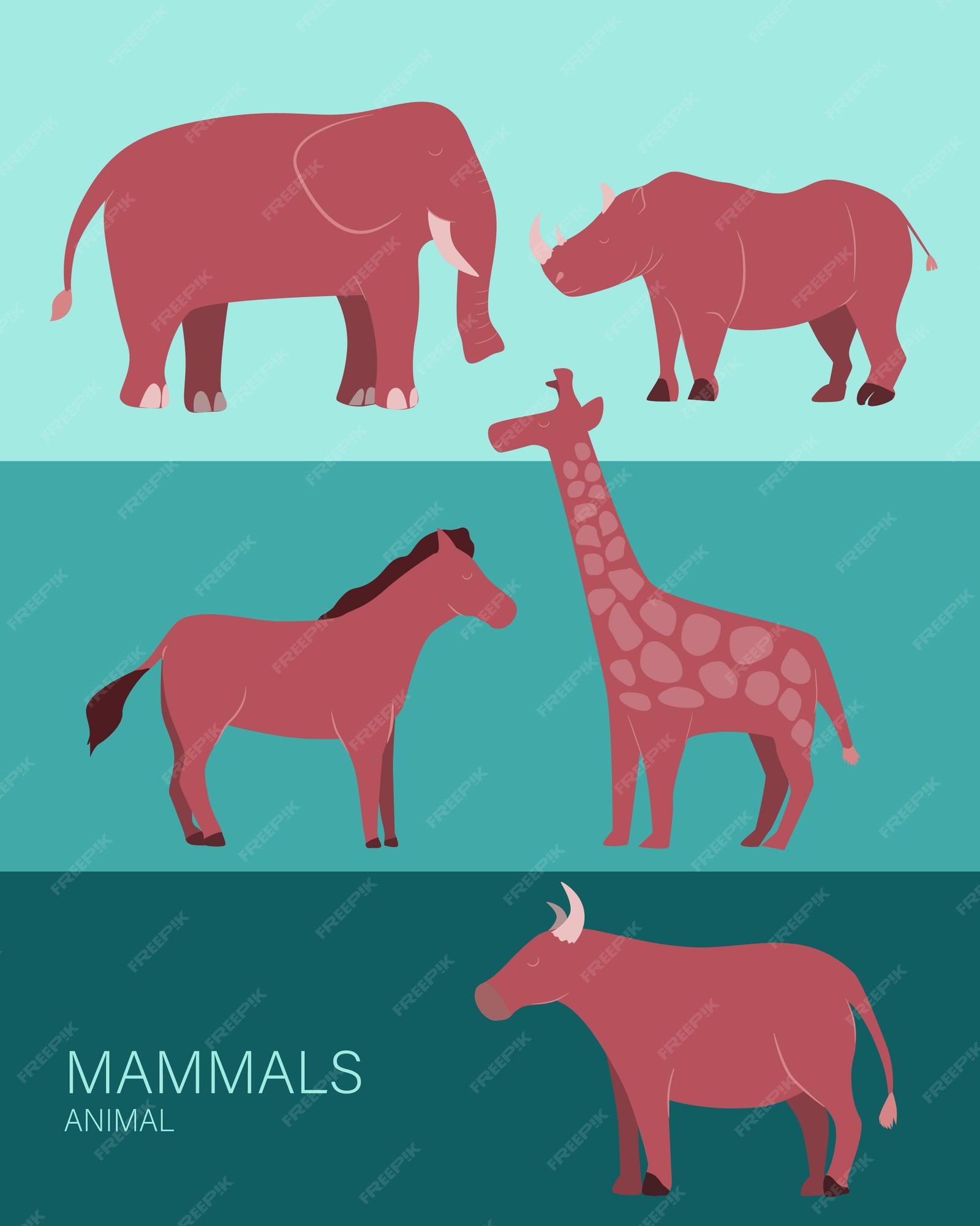 Premium Vector | Mammals animals list poster