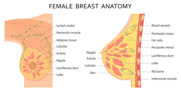 Breast anatomy Vectors & Illustrations for Free Download