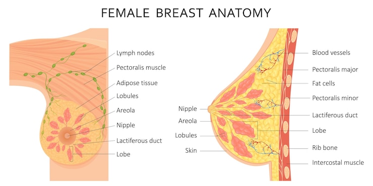 Vector mammary gland vector illustration showing cross section of female breast with the names of the cons
