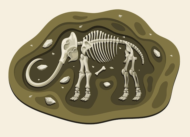 Vettore mammut dinosauri archeologia fossile cartoon scopri nel terreno