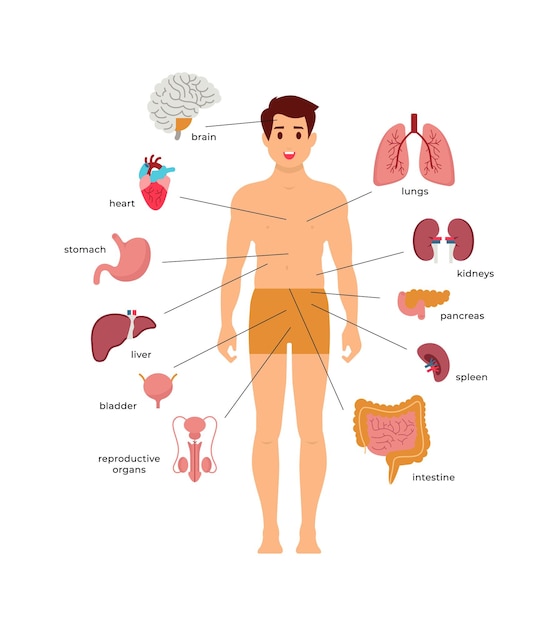 Vector man anatomy scheme vector illustration