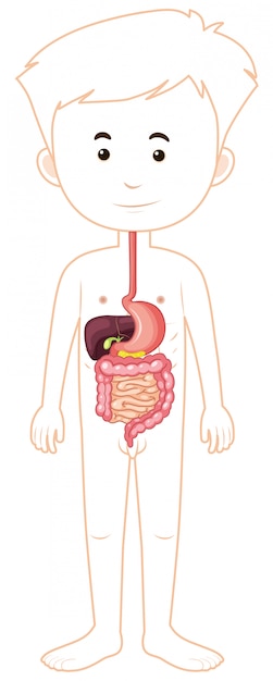 Human digestive system drawing Human digestive system diagram / how to draw  human digestive system/ - YouTube