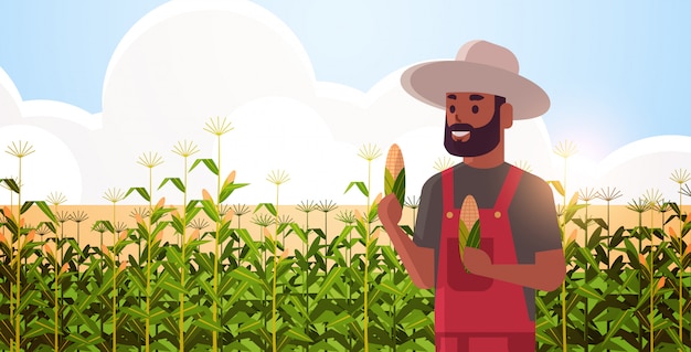 man farmer holding corn cob countryman in overalls standing on corn field organic agriculture