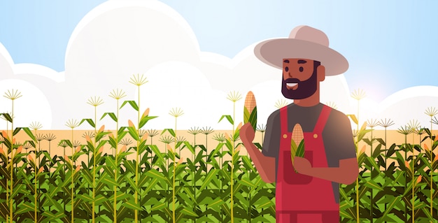 Vector man farmer holding corn cob countryman in overalls standing on corn field organic agriculture