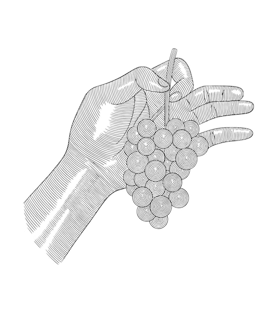 Vector man hand holding grape fruit vintage engraving drawing style illustration