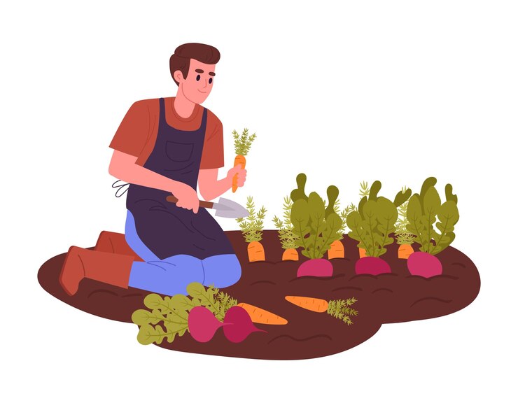 Vector man harvesting male farmer work crop vegetables beets and carrots flat vector illustration agriculture farm work scene