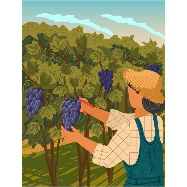 Vector man harvesting at vineyard field cartoon vector