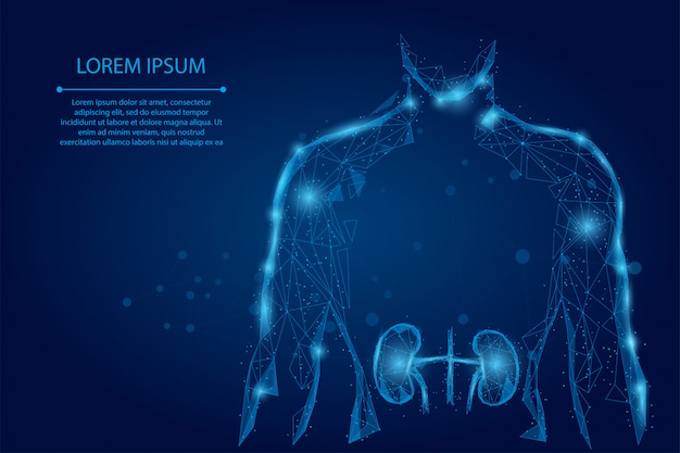 Uomo silhouette reni sani poli basso wireframe. trattamento di medicina del sistema di poliurologia bassa