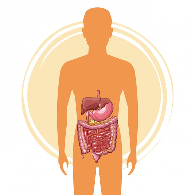 Man silhouette with digestive system