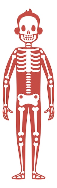 ベクトル 解剖学学習のための人間の骨格システム。白い背景で隔離の人体生物学