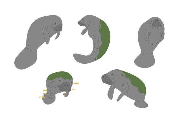 Vector manatee 4