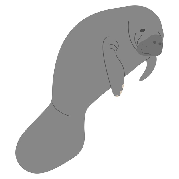 Manatee Single 3