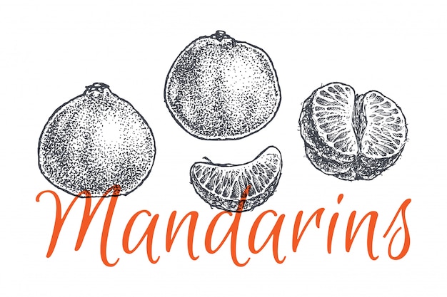 Mandarijn en mandarijn hand getrokken illustratie