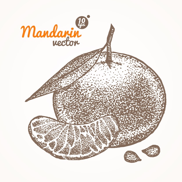 Mandarin card hand draw sketch.