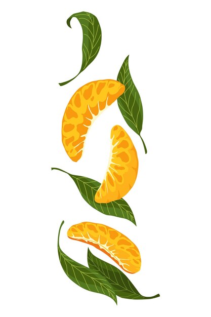 Vector mandarin icon cartoon isolated sweet citrus fruit fresh tropical tangerine organic vector illustration orange segments