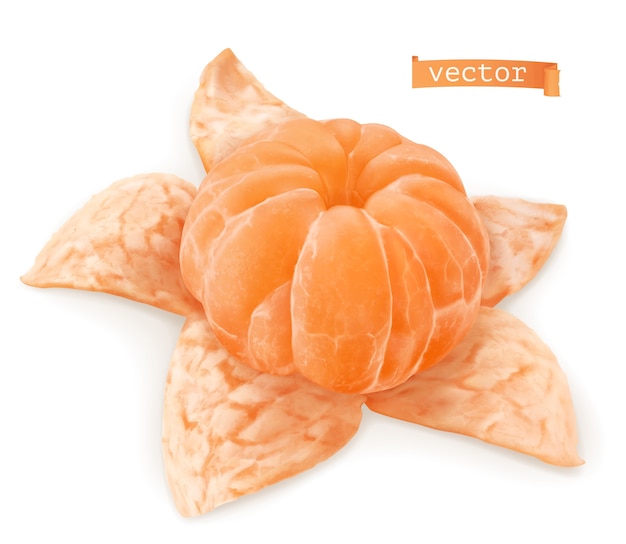 Vector mandarin orange realistic illustration