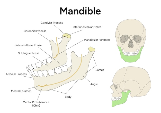 Vettore anatomia della mandibola dell'infografica del cranio nel vettore