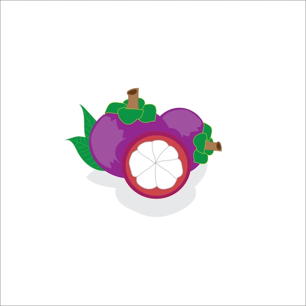 Vector manggis of mangosteen