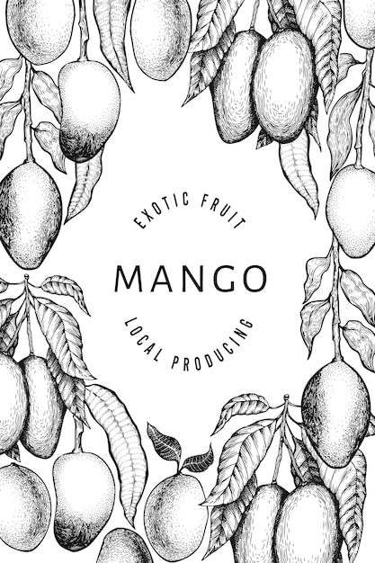 Mango design template. hand drawn vector tropic fruit illustration. engraved style fruit. vintage exotic food illustration