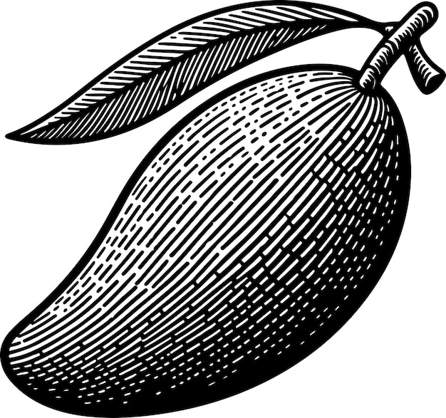 Vector mango fruit black outline illustration