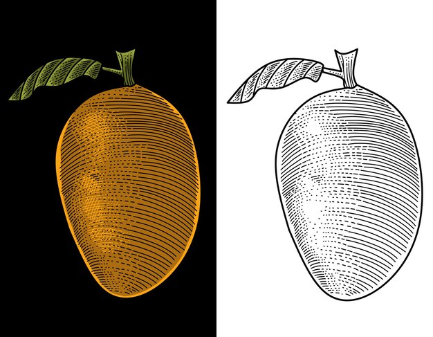 Mango fruit engraving hand drawn