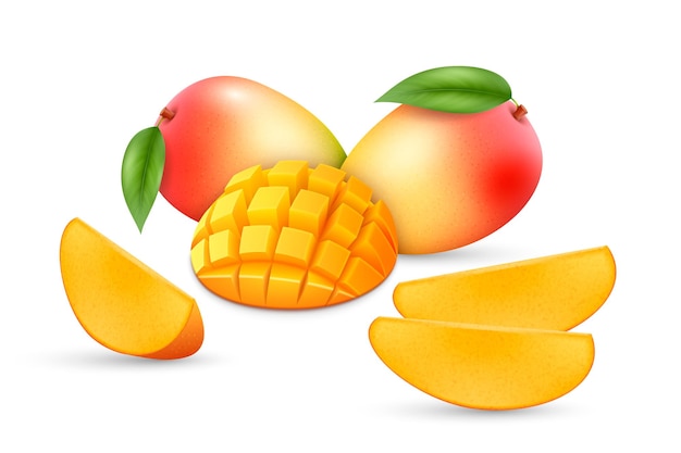 Vector mango realistic illustration set