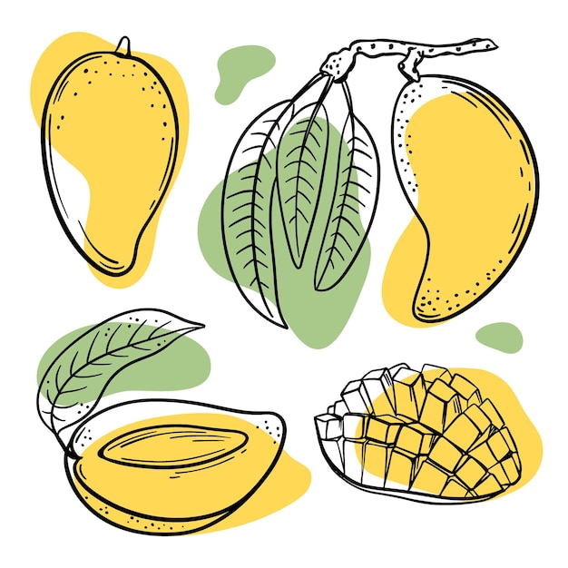 Mango sketches with yellow and green color splashes on white background illustration