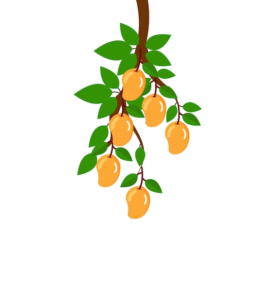 Vector mango tree branch with leaf