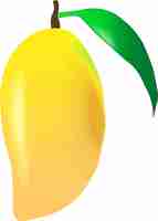 Vector mango vector illustration cartoon isolated exotic organic fresh fruit