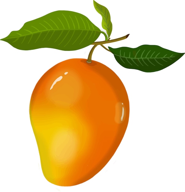 Mango Vector