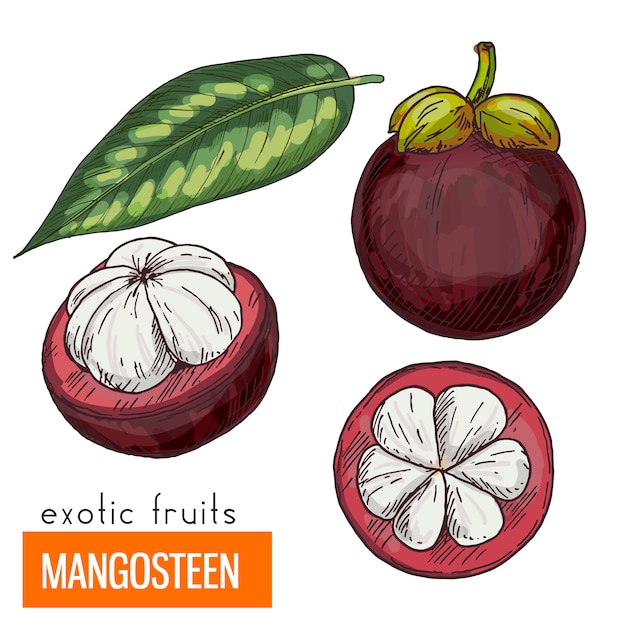 Mangosteen . color vector illustration.