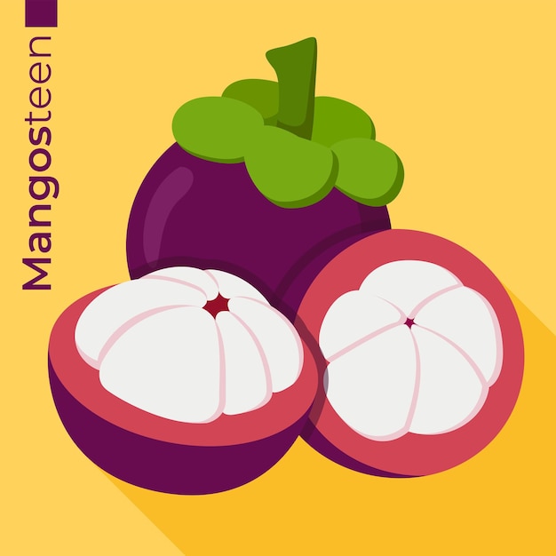 Vector mangosteen fruit vector flat style