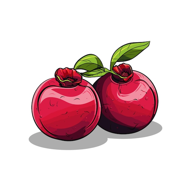 Mangosteen fruit vector realistic fruit vector illustration