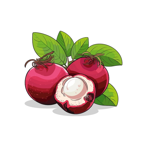 Vector mangosteen fruit vector realistische fruit vector illustratie
