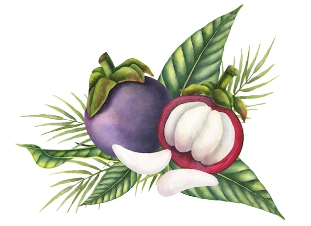 Mangosteen Fruit with palm leaves and pieces Watercolor hand drawn illustration of exotic tropical food on isolated background Drawing of asian garcinia and juicy slices Sketch of mangostana