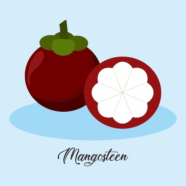 Vector mangosteen illustration