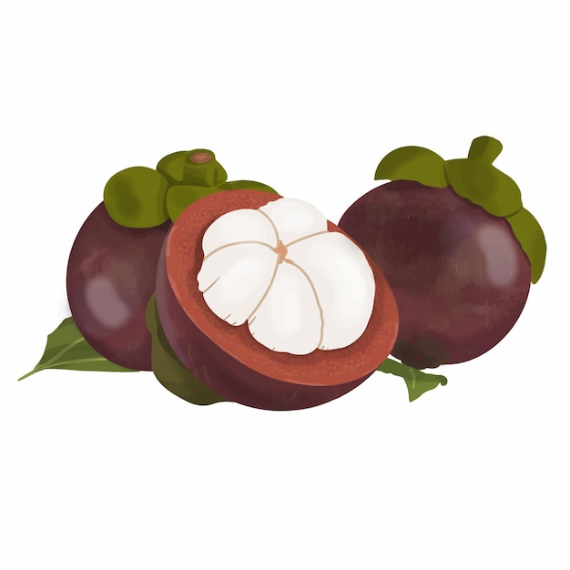 Vector mangosteen vector