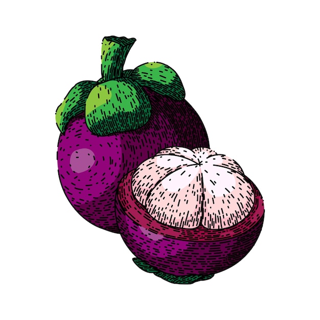 Mangosteen voedsel fruit schets hand getrokken vector