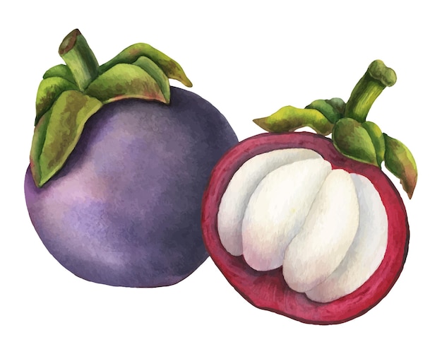 Vector mangosteen watercolor illustration hand drawn sketch of exotic tropical fruit on isolated background drawing of asian food with garcinia and juicy slices sketch of mangostana for menu design