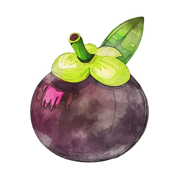 Vector mangosteen watercolor vector illustration