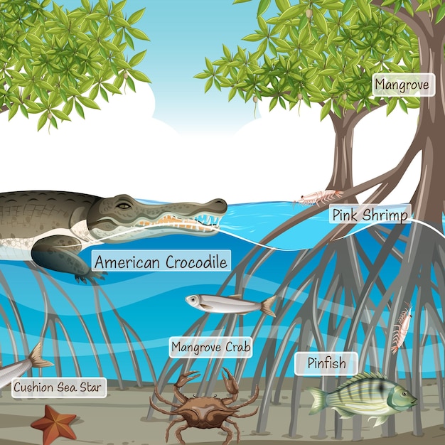 Vector mangrove forest scene and animals with label name