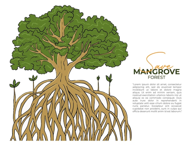 Vector mangrove trees on a white background