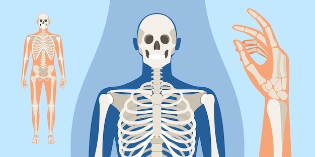 Vector mannen menselijke skelet anatomie illustratie met een lichaam silhouet vector geïsoleerde platte illustratie van schedel en botten in het lichaam