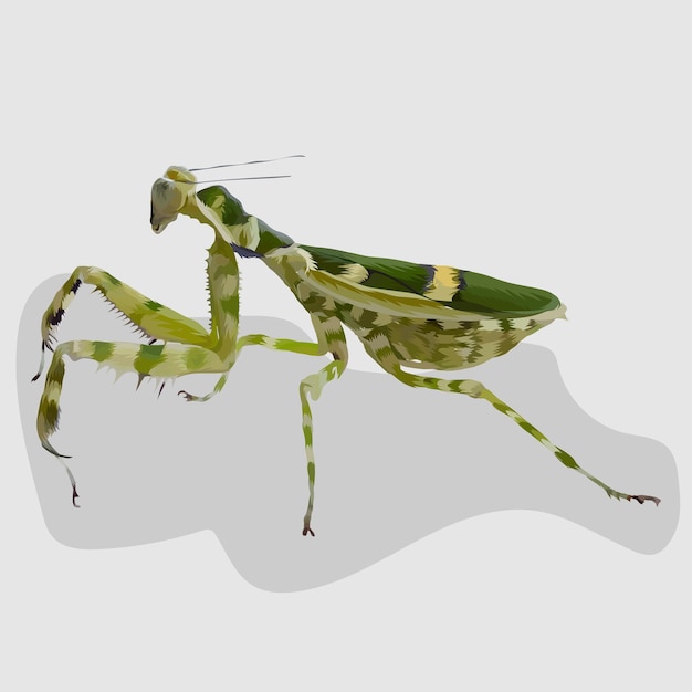 Vector mantis isolated realistic hand drawn vector and illustrations white background