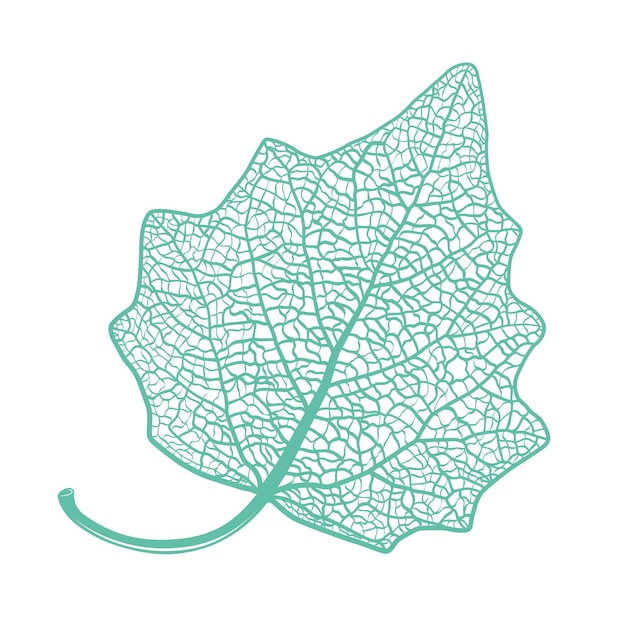 Vector manually drawn leaf skeleton