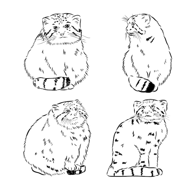 Manul pallas kat schets gravure vectorillustratie Kras bestuur imitatie zwart-wit hand getekende afbeelding