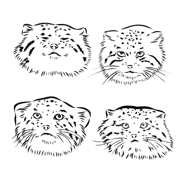 Эскиз кошки Манула Палласа, гравировка векторной иллюстрации Имитация скретч-доски Черно-белое изображение, нарисованное вручную