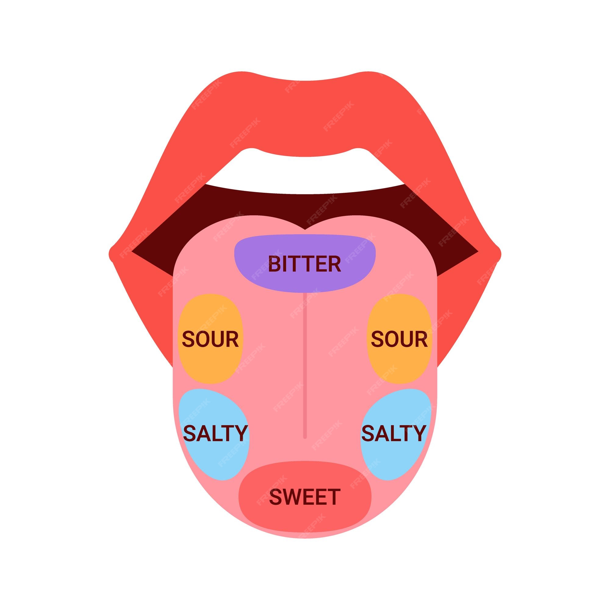 Parts Of The Tongue Diagram